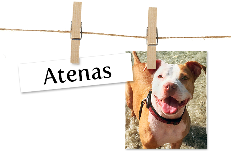 Pet of the Week