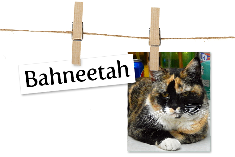 Pet of the Week