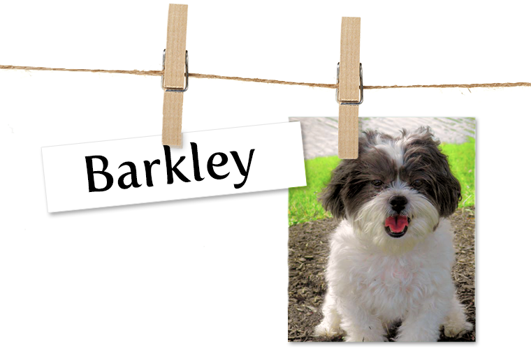 Pet of the Week