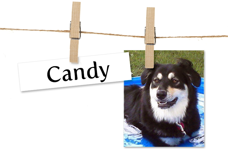 Pet of the Week