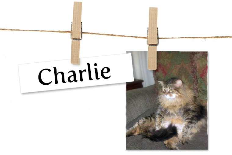 Pet of the Week