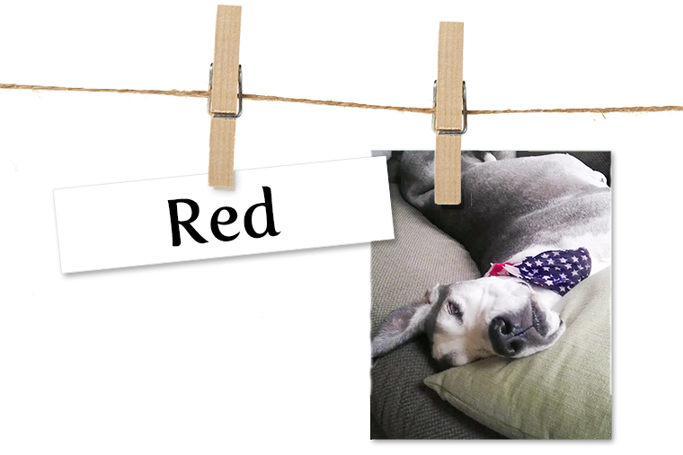 Pet of the Week