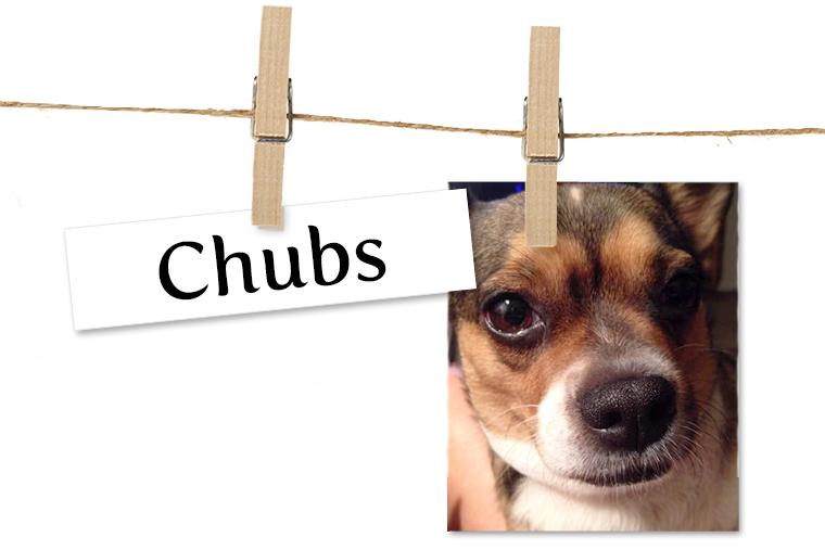 Pet of the Week