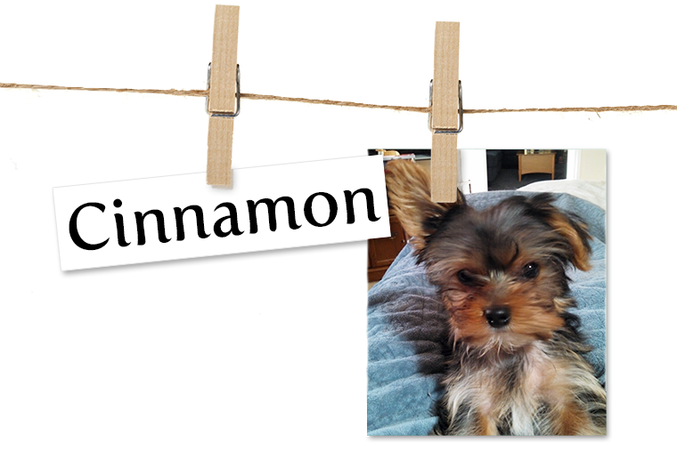 Pet of the Week