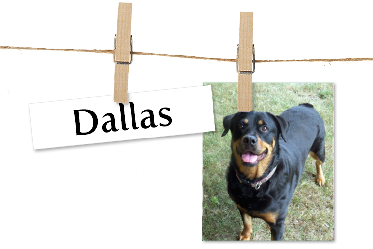 Pet of the Week