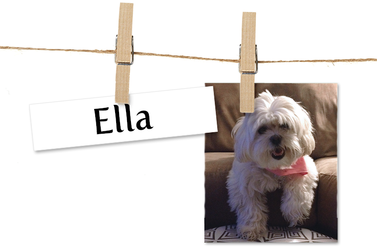 Pet of the Week