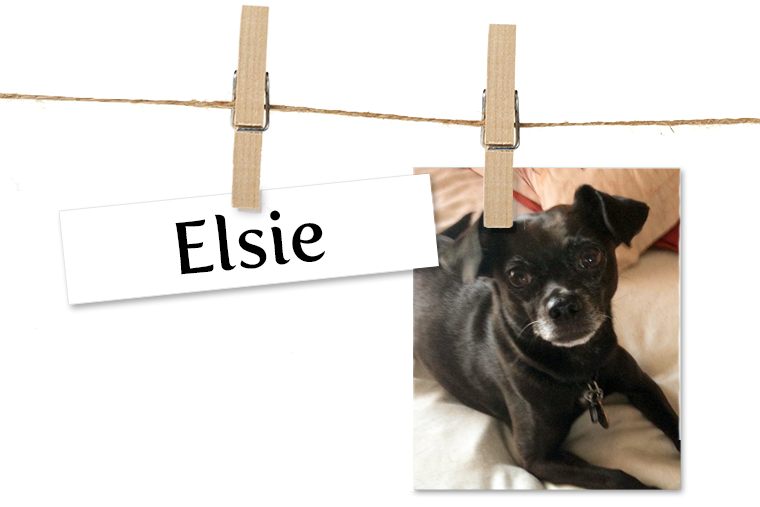 Pet of the Week