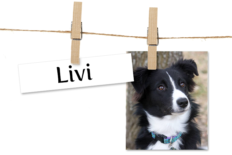 Pet of the Week