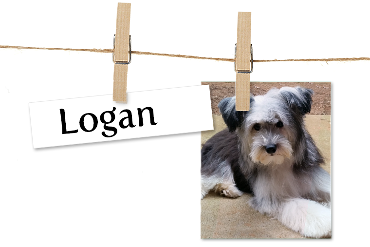 Pet of the Week