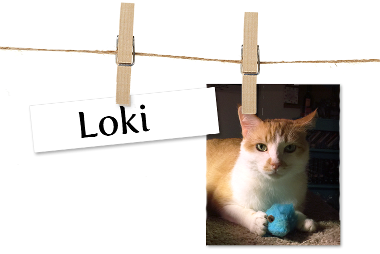 Pet of the Week