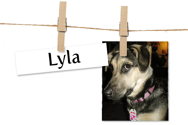 Pet of the Week