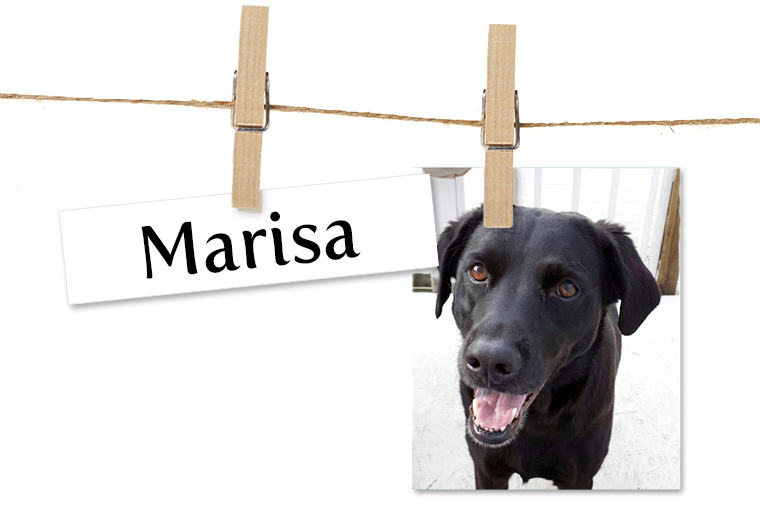 Pet of the Week