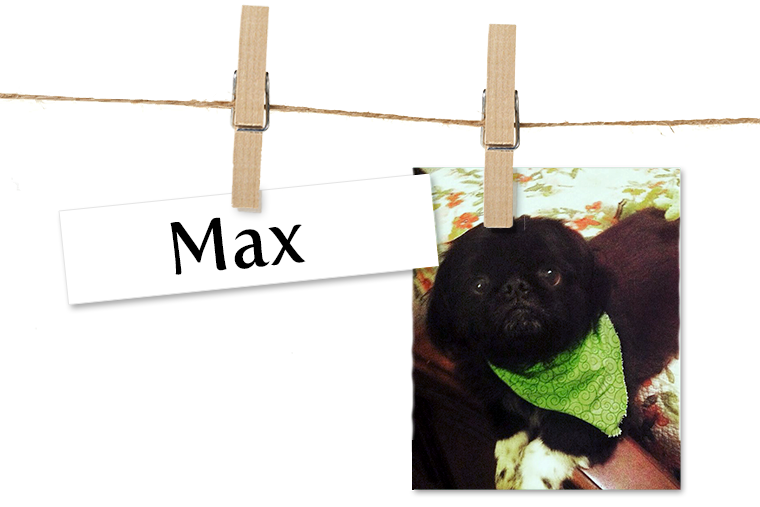 Pet of the Week