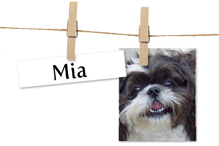 Pet of the Week