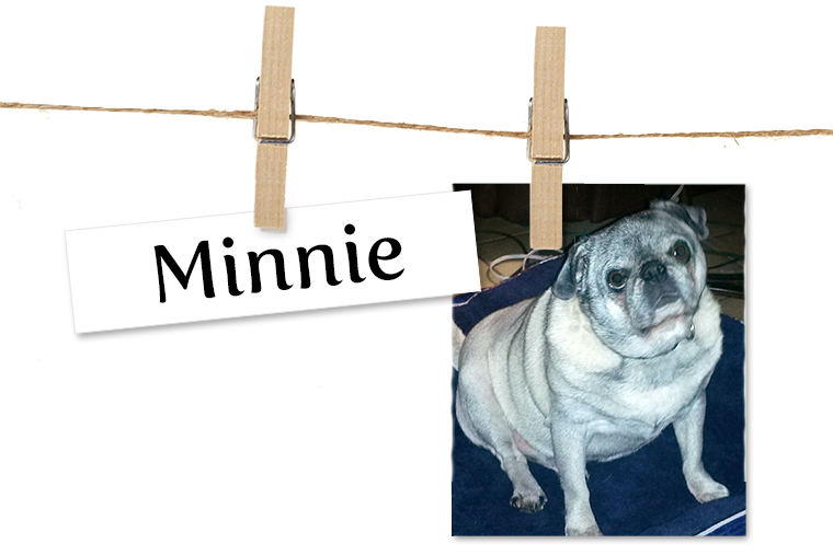 Pet of the Week