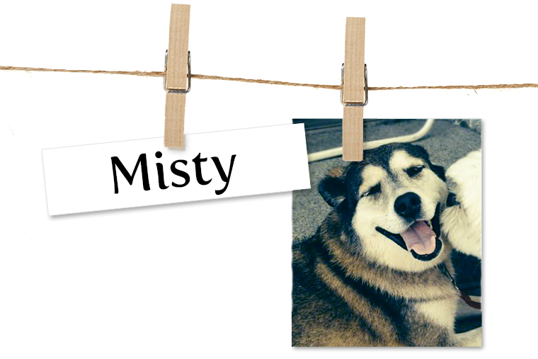 Pet of the Week