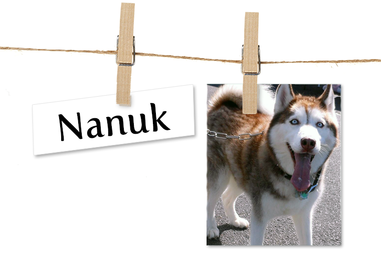Pet of the Week