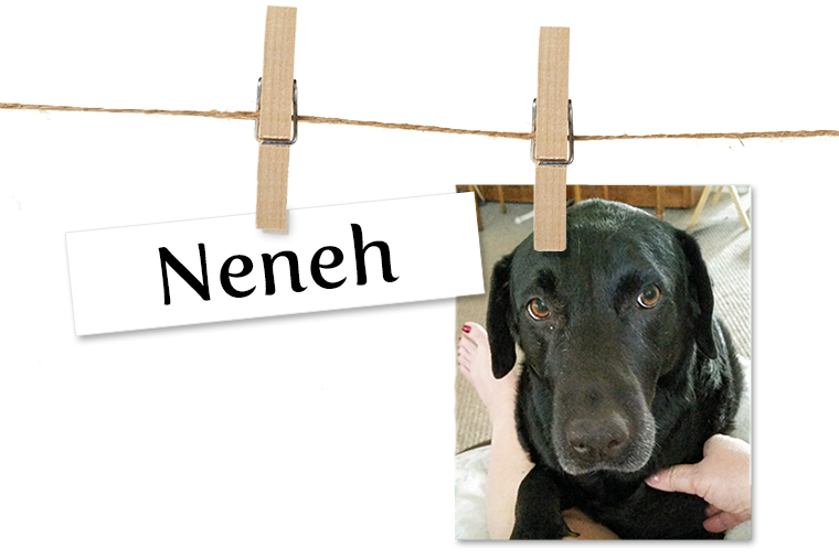 Pet of the Week