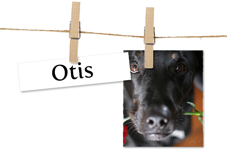 Pet of the Week