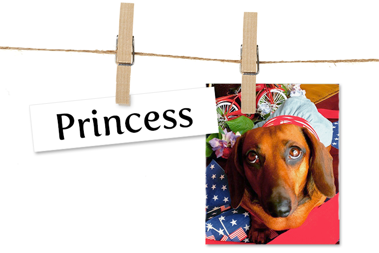 Pet of the Week