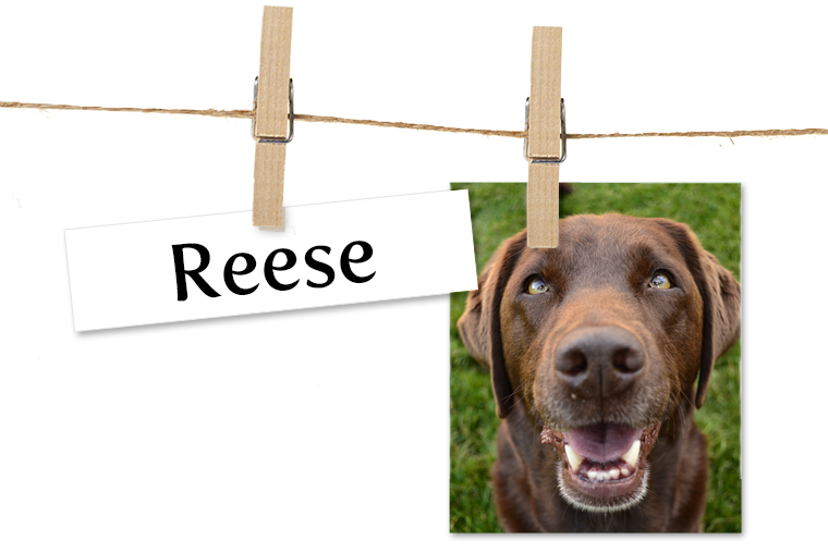 Pet of the Week