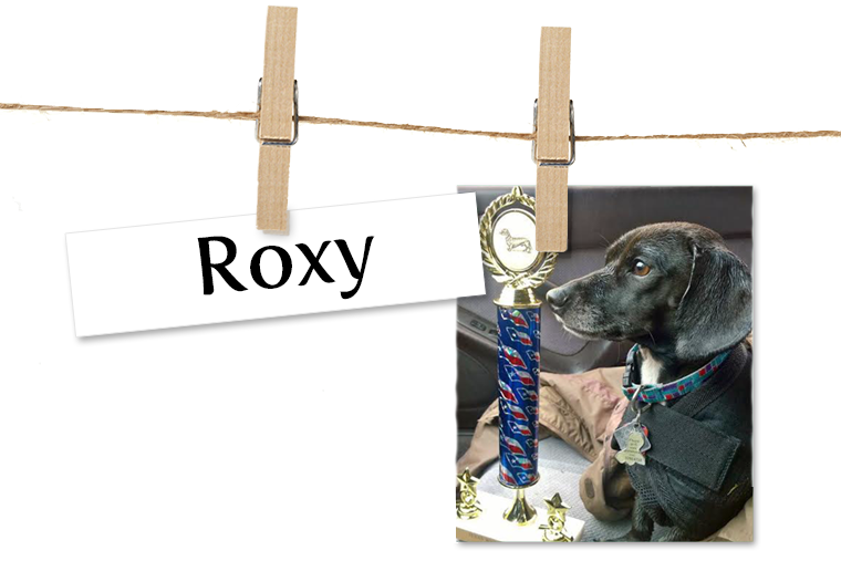 Pet of the Week