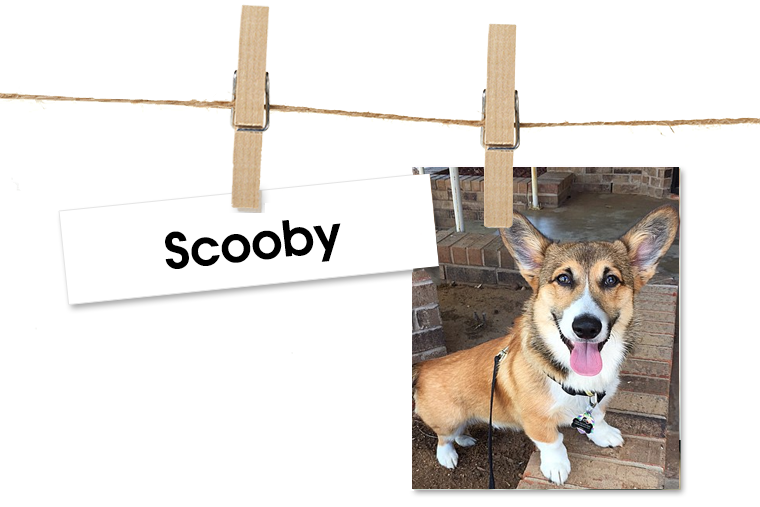 Pet of the Week