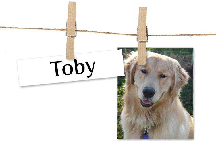 Pet of the Week
