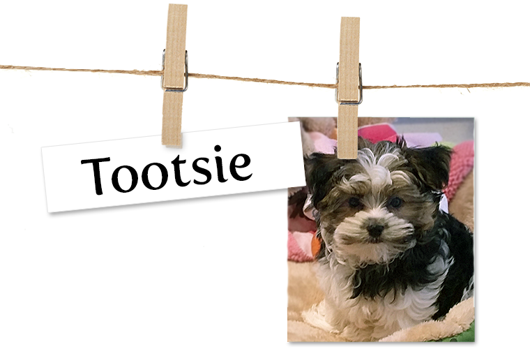 Pet of the Week