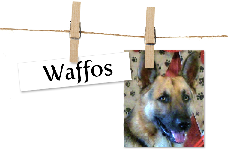 Pet of the Week