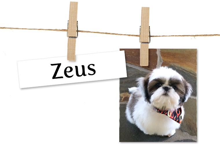 Pet of the Week