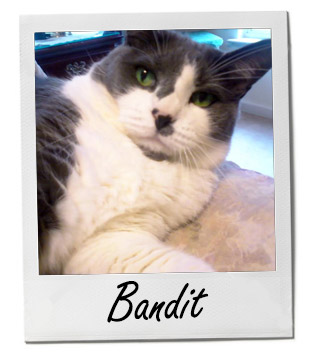 Pet of the Week photo