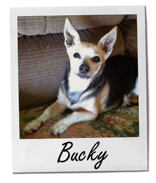 Pet of the Week photo