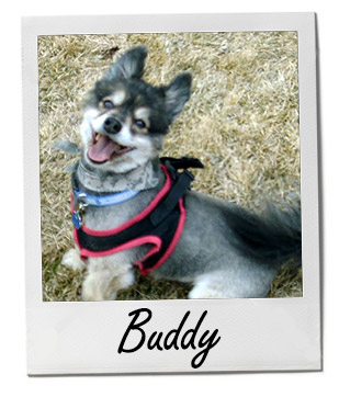 Pet of the Week photo