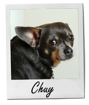 Pet of the Week photo
