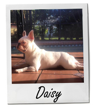 Pet of the Week photo