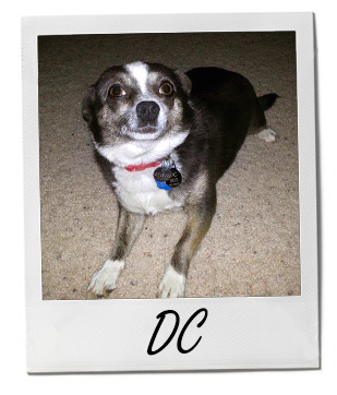 Pet of the Week winner