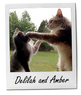 Pet of the Week winner
