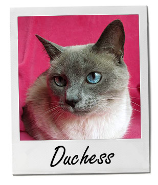 Pet of the Week photo