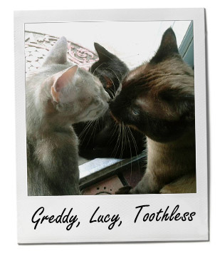 Pet of the Week photo