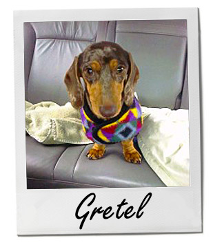 Pet of the Week photo
