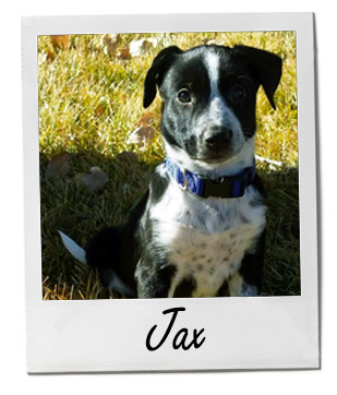 Pet of the Week photo