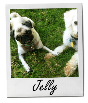 Pet of the Week photo