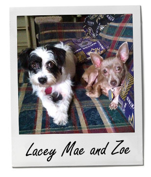 Pet of the Week photo