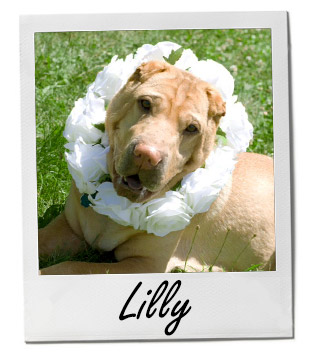 Pet of the Week photo