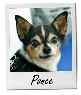 Pet of the Week photo