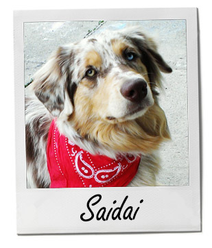Pet of the Week photo
