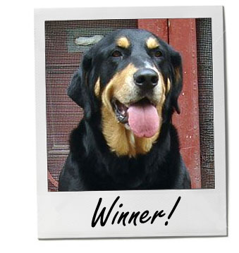 Who will be the Winner?