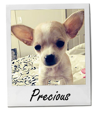 Pet of the Week photo