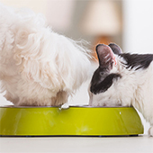 link to Premium Natural Food For Your Dog And Cat